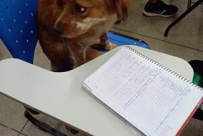 BAFOMÉ estudando