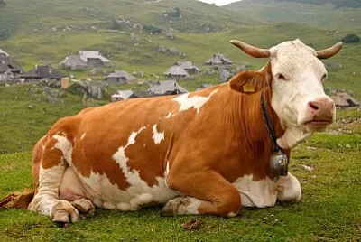 Vache