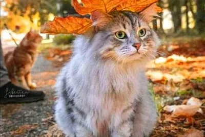 gato