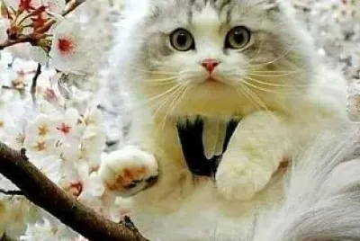 gato