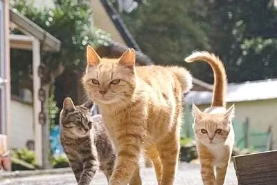 gato