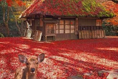 Nara Park, Japan