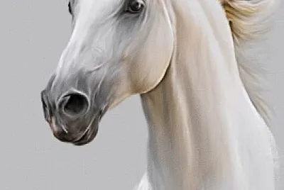 פאזל של cheval blanc