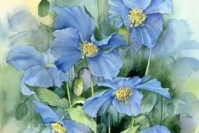 Pavots de l ' Himalaya