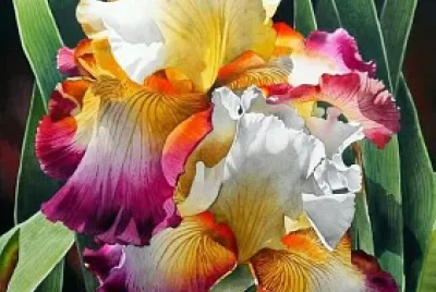Iris