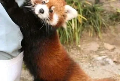 animales