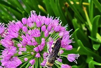 Bee on garlic flower jigsaw puzzle
