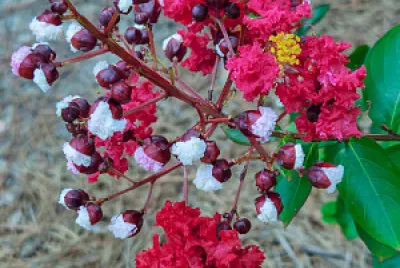 Dynamite Crape Myrtle