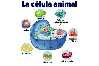 celula animal