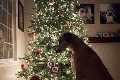 פאזל של perro