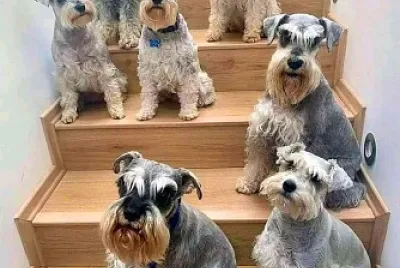 perro
