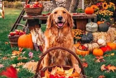 perro
