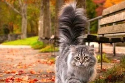 gato