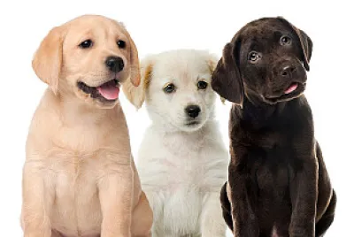 Animales mamíferos