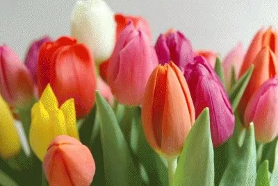 flores, plantas, arboles, ........................... jigsaw puzzle