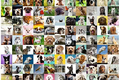 cute puppies