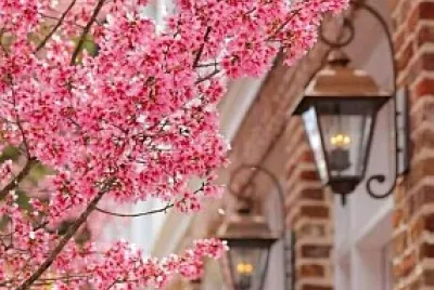 flores