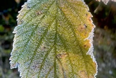 Hoja