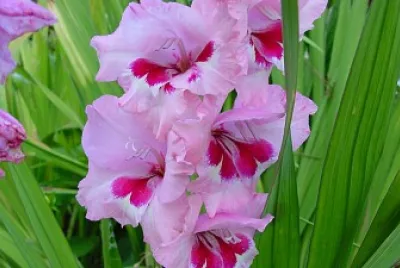 Flores
