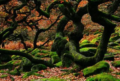 Bosque jigsaw puzzle