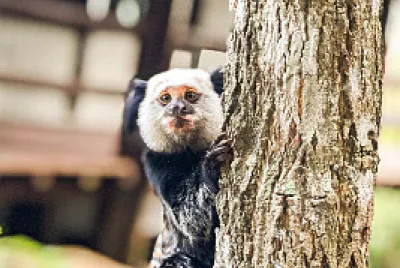 Sagui da cara branca