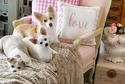 perros