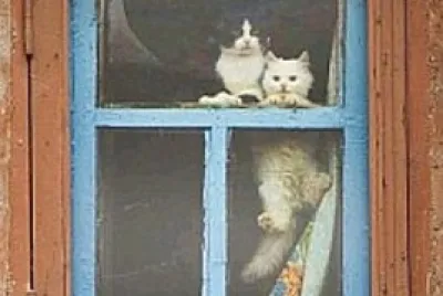 gato