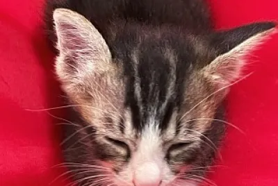 Cocoa