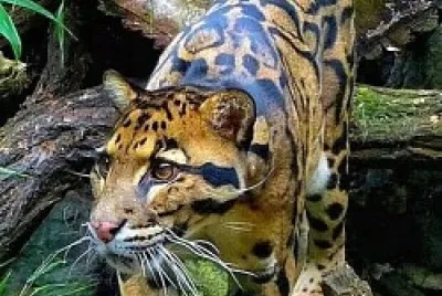 פאזל של ❤️