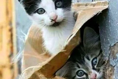 gato