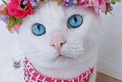 gato