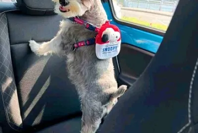 perro