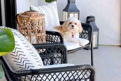 perro