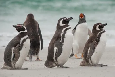 Pinguinos