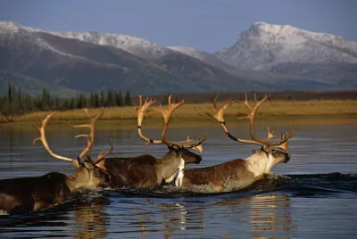 Caribou swimming
