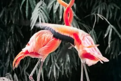 Two flamingoes