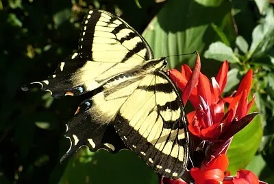 photogenic butterfly jigsaw puzzle