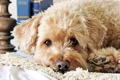 perro jigsaw puzzle