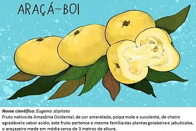 Frutos típicos da região Amazônica
