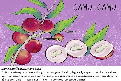 Frutos típicos da região Amazônica