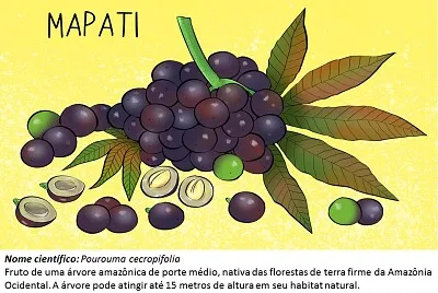 Frutos típicos da região Amazônica