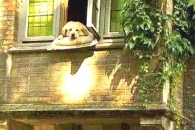 perro