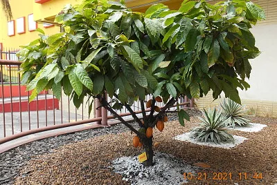 פאזל של Pé de cacau