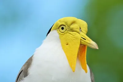 Toy