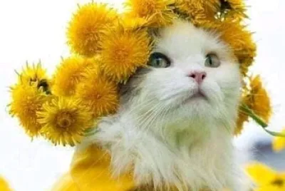 gato
