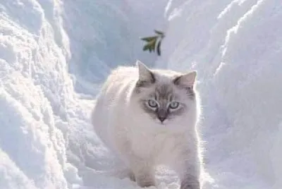 gato