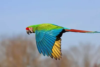 Toy