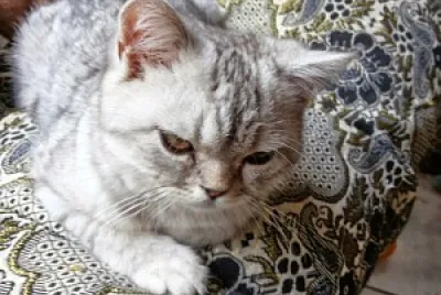 Gato Soneka