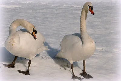 Cygnes en hiver