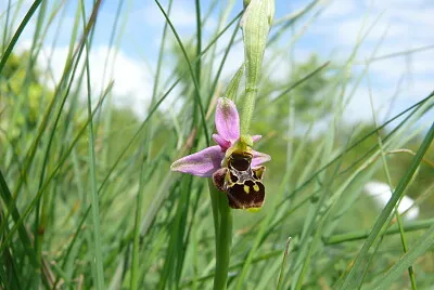 orchidée sauvage